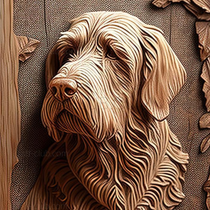 st Italian spinone dog